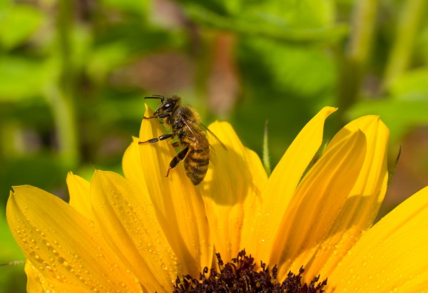 mid summer honey bee by Sara Whelen